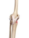 The deep infrapatellar bursa Royalty Free Stock Photo