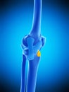 The deep infrapatellar bursa Royalty Free Stock Photo