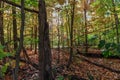 Deep inside a forest during the Fall, ON, Canada Royalty Free Stock Photo