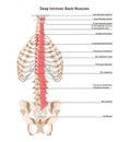 Deep intrinsic back muscles, transversospinalis. Backbone muscular Royalty Free Stock Photo