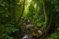 Southeast Asian deep jungle Royalty Free Stock Photo