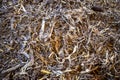 Deep-litter bedding in cattle barn from corn cobs and stubble.