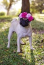 Beautiful Pug puppy with tender eyes