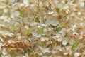 Deep macro of a smooth Hydrangea arborescens white flowers at summer garden