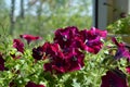 Deep magenta petunia flowers. Balcony greening by blooming plants Royalty Free Stock Photo