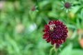 Deep maroon flower blooming with a bee pollinating it, as a nature background