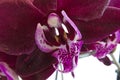 The deep maroon Phalaenopsis Orchid close-up