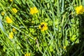 A bumble bee and an oedemera beetle share a buttercup in the marshes Royalty Free Stock Photo