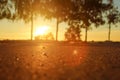 Deep morning dawn with highlights in the orange rays of the summer sun on the road against the trees grove on blurred background Royalty Free Stock Photo