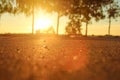 Deep morning dawn with highlights in the orange rays of the summer sun on the road against the trees grove on blurred background Royalty Free Stock Photo