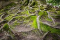 Deep moss fores with plants