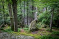 Deep moss fores with plants