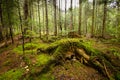 Deep moss fores with plants