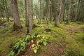 Deep moss forest with leafs and plants