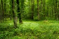 Deep moss trees forest with grass Royalty Free Stock Photo