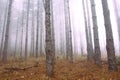 Pine Tree Woods With Mist