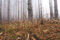 Pine Tree Woods With Mist