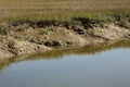 Deep mud and peat of Blackbeard Creek, Harris Neck, Georgia.