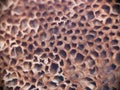 Deep mushrooms hymenium holes with small seeds Royalty Free Stock Photo