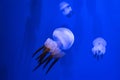 Deep ocean tropic jellyfish. Exotic creatures hiding in the depths