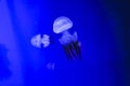 Deep ocean tropic jellyfish. Exotic creatures hiding in the depths