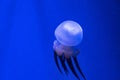 Deep ocean tropic jellyfish. Exotic creatures hiding in the depths