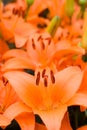 Deep orange asiatic lily