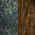 Deep Orange Bark On Pine Tree Contrasts Against Dark Stone and Lichen In the Distance Royalty Free Stock Photo