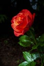 Deep Orange Colored Rose on Bush