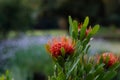 Deep orange pinchusion protea`s in spring Royalty Free Stock Photo