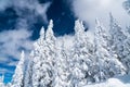 Deep perfect Powder Snow covering entire Winter Landscape of Snow Covered Trees in Rocky Mountain Forest