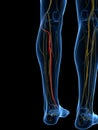 The Deep Peroneal Nerve Royalty Free Stock Photo