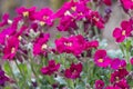 Deep pink Aubretia flowers, Aubrieta Gloria, flowering in a summer rock garden