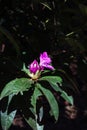 Early purple blooms of a rhododendron in spring