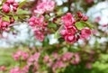 Deep pink blossom flowers on a crab apple tree Royalty Free Stock Photo