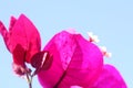 Deep Pink Bougainvillea Plant