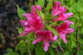 Pink Cluster of Azalea Flowers in a Spring Garden