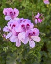 Deep pink colored Pelargonium flowers bunch on green foliage background Royalty Free Stock Photo