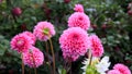 Deep pink dahlias of the `Sandra` variety ball type in the garden