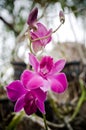 Deep Pink Dendrobium Orchid Flower