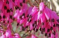 Deep pink (erica carnea)