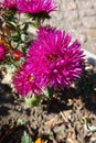 Deep pink flowerhead of china aster