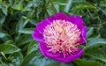 Deep pink flower of peony lactiflora with creamy centre.