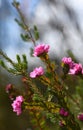 Deep pink flowers of the Australian Native Rose, Boronia serrulata, family Rutaceae