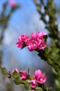 Deep pink flowers of the Australian Native Rose, Boronia serrulata, family Rutaceae Royalty Free Stock Photo