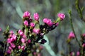 Deep pink flowers of the Australian Native Rose Royalty Free Stock Photo