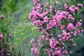 Australian Native Rose, Boronia serrulata Royalty Free Stock Photo