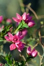 Deep pink flowers of the Australian Native Rose, Boronia serrulata Royalty Free Stock Photo