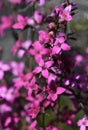Deep pink flowers of the Australian native Sydney Boronia ledifolia, family Rutaceae. Royalty Free Stock Photo