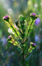 Deep pink flowers and backlit unusual foliage of the Australian Native Rose, Boronia serrulata Royalty Free Stock Photo